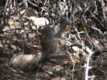 Grand Canyon Squirrel