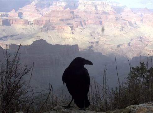 Grand Canyon, Desert View Drive (10)