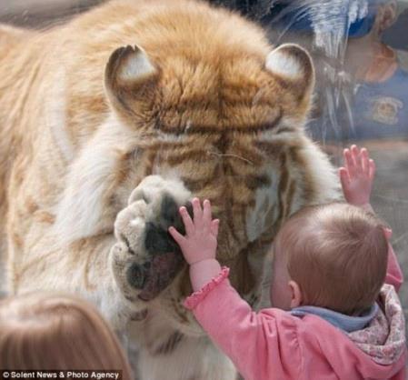 Tiger and Human Child