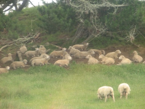 Sheep on the Alexander Farm - Site of the Shire Set