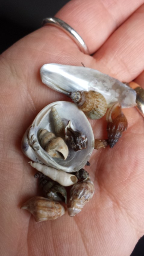The brown texture of the beach here is not sand or pebbles,  but millions of small shells