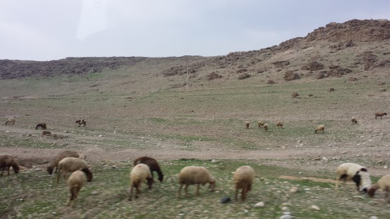 I finally found the sheep that I knew were out there!