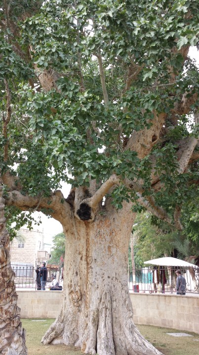 Jericho Sycamore Fig Tree