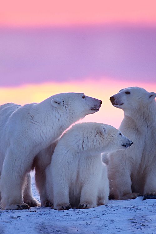 ANWR Polar Bears